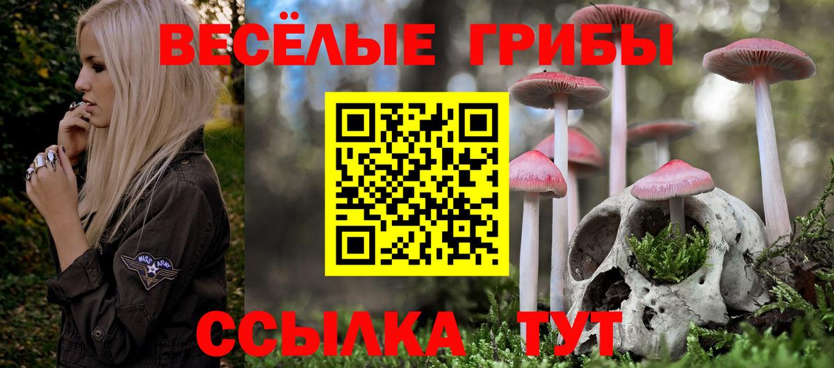 Галлюциногенные грибы мицелий  Ишим  Галлюциногенные грибы Psilocybe 